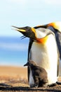 King penguins with chick, aptenodytes patagonicus, Saunders, Falkland Islands Royalty Free Stock Photo