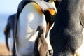 King penguins with chick, aptenodytes patagonicus, Saunders, Falkland Islands Royalty Free Stock Photo