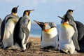 King penguins with chick, aptenodytes patagonicus, Saunders, Falkland Islands Royalty Free Stock Photo