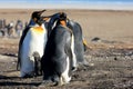 King penguins with chick, aptenodytes patagonicus, Saunders, Falkland Islands Royalty Free Stock Photo