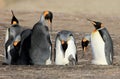 King penguins with chick, aptenodytes patagonicus, Saunders, Falkland Islands Royalty Free Stock Photo