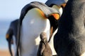 King penguins with chick, aptenodytes patagonicus, Saunders, Falkland Islands Royalty Free Stock Photo