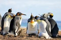 King penguins with chick, aptenodytes patagonicus, Saunders, Falkland Islands Royalty Free Stock Photo