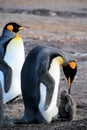 King penguins with chick, aptenodytes patagonicus, Saunders, Falkland Islands Royalty Free Stock Photo