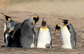 King penguins with chick, aptenodytes patagonicus, Saunders, Falkland Islands Royalty Free Stock Photo