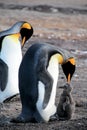 King penguins with chick, aptenodytes patagonicus, Saunders, Falkland Islands Royalty Free Stock Photo