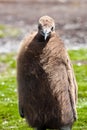 King penguins chick Royalty Free Stock Photo