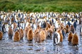 King penguins in colony with fluffy chicks, South Georgia