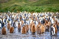 King penguins in colony with fluffy chicks, South Georgia