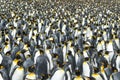 King penguins colony at South Georgia Royalty Free Stock Photo