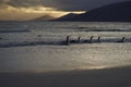 King Penguins coming ashore on Saunders Island Royalty Free Stock Photo