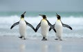 King penguins coming from the ocean Royalty Free Stock Photo