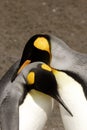 King Penguins Courting Royalty Free Stock Photo