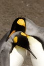 King Penguins Courting