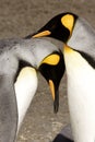 King Penguins Courting