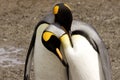 King Penguins Courting Royalty Free Stock Photo