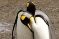 King Penguins Courting