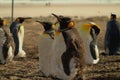 King penguins on the beach.