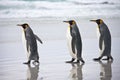 King Penguins - Falkland Islands