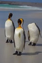 King Penguins - Falkland Islands Royalty Free Stock Photo