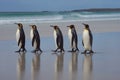 King Penguins - Falkland Islands