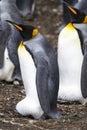 King Penguins - Falkland Islands