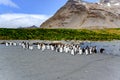 King penguins in mault in beautiful landscape of South Georgia between elephant seals and antarctic fur seals. Royalty Free Stock Photo