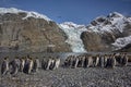 King penguins gather in large groups at Gold Harbour, South Georgia Island Royalty Free Stock Photo