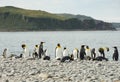 King Penguins on a Gray Pebble Beach Royalty Free Stock Photo