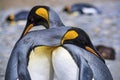 King Penguins greeting with a hug, South Georgia Royalty Free Stock Photo