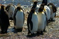 King Penguins in Grytviken Royalty Free Stock Photo