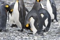 King penguins head bowed, Antarctica