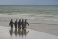 King Penguins heading to sea on Saunders Island Royalty Free Stock Photo