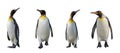 King penguins isolated Royalty Free Stock Photo