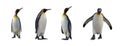 King penguins isolated Royalty Free Stock Photo