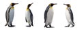 King penguins isolated Royalty Free Stock Photo