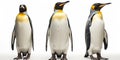 King penguins. isolated on white background Royalty Free Stock Photo