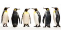 King penguins. isolated on white background Royalty Free Stock Photo