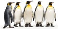 King penguins. isolated on white background Royalty Free Stock Photo