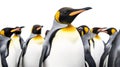 King penguins isolated on white background. Generative Ai Royalty Free Stock Photo