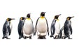 King penguins isolated on white background. Generative Ai Royalty Free Stock Photo