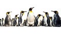 King penguins isolated on white background. Generative Ai Royalty Free Stock Photo