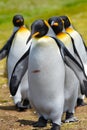 King Penguins Lined Up for lunch Royalty Free Stock Photo