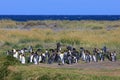 King penguins living wild at Parque Pinguino Rey, Patagonia, Chile Royalty Free Stock Photo