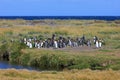 King penguins living wild at Parque Pinguino Rey, Patagonia, Chile Royalty Free Stock Photo