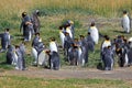 King penguins living wild at Parque Pinguino Rey, Patagonia, Chile Royalty Free Stock Photo