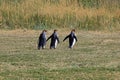 King penguins living wild at Parque Pinguino Rey, Patagonia, Chile Royalty Free Stock Photo