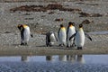 King penguins living wild at Parque Pinguino Rey, Patagonia, Chile Royalty Free Stock Photo