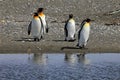 King penguins living wild at Parque Pinguino Rey, Patagonia, Chile Royalty Free Stock Photo