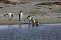 King penguins living wild at Parque Pinguino Rey, Patagonia, Chile Royalty Free Stock Photo